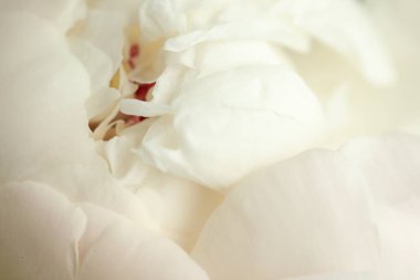 Arka plan olarak güzel şakayık çiçeği, makro görünüm