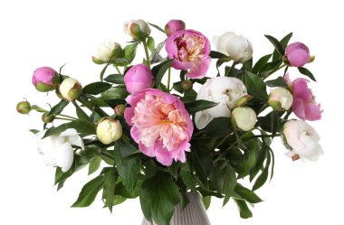 Vazodaki güzel şakayık çiçekleri beyaz vazoda izole edilmiş.