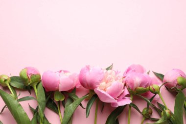 Pembe arka planda güzel şakayık çiçekleri olan tebrik kartı, düz yatıyordu. Metin için boşluk