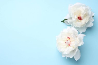 Açık mavi arka planda güzel şakayıklar, düz yatış. Metin için boşluk