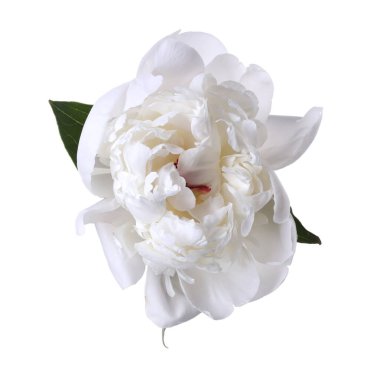 Güzel bir şakayık çiçeği beyaz üzerine izole edilmiş