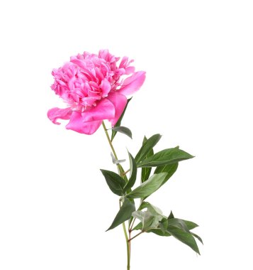 Güzel, pembe bir şakayık beyaz üzerine izole edilmiş.