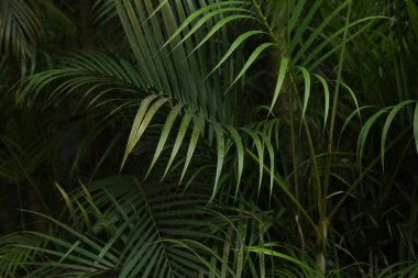 Açık havada büyüyen yeşil yapraklı palmiye ağacı, yakın plan.