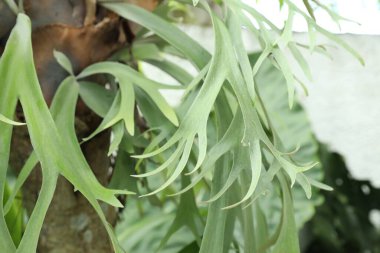 Platycerium bifurcatum. Açık havada yetişen yeşil yapraklar. Yakın plan.