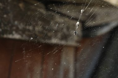 Örümcek örümceği örümcek ağını çeviriyor, yakın çekim görüntüsü