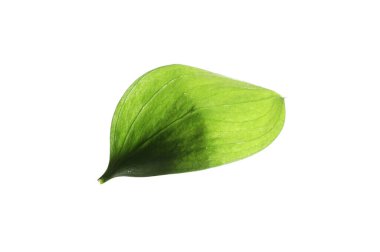 One fresh green Ruscus leaf isolated on white