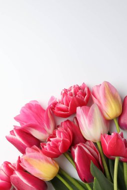 Beyaz arka planda güzel laleler, düz bir zemin. Metin için boşluk