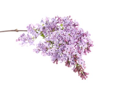 Beyaz üzerinde güzel leylak çiçekleri olan bir dal.