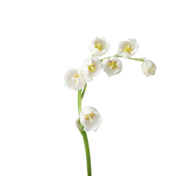 Vadinin güzel kokulu çiçekleri beyazlar üzerinde izole edilmiş.