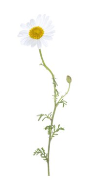 Güzel bir papatya çiçeği beyazda izole edilmiş