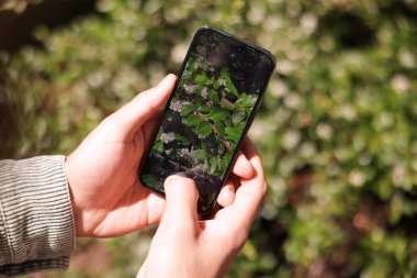 Adam akıllı telefonunda bitki tanıma uygulaması kullanıyor, yakın plan.