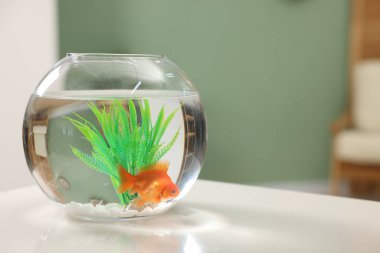 Akvaryumda beyaz masada temiz suyla yüzen altın balıklar.