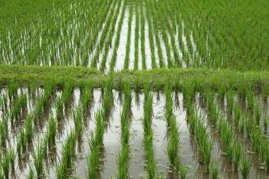 Çeltik tarlasında olgunlaşan pirinç bitkileri, yakın plan