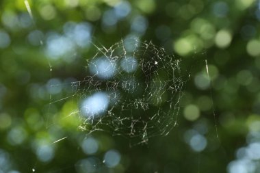 Bulanık arkaplanda güzel örümcek ağı, yakın plan görünümü