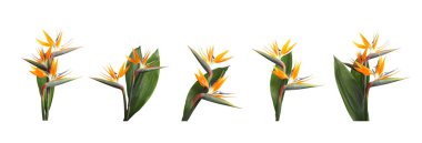 Cennet Kuşu beyaz arka planda tropikal çiçekler, set