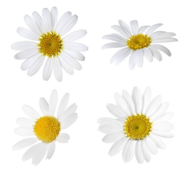 Beyaz arka planda güzel papatya çiçekleri, kolaj