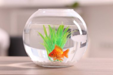 Akvaryumda yüzen altın balıklar ahşap masada temiz suyla bulanık arka planda, yakın plan