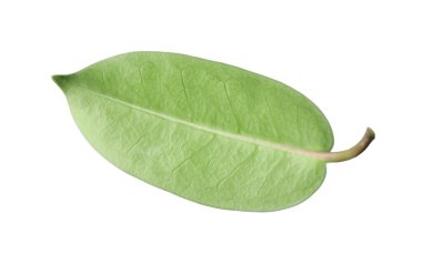 Bir yeşil yasemin yaprağı beyaza izole edilmiş.