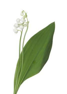 Vadinin güzel kokulu çiçekleri beyazlar üzerinde izole edilmiş.