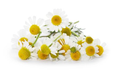 Bir sürü güzel papatya çiçeği beyaz üzerine izole edilmiş.