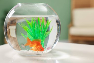 Akvaryumda beyaz masada temiz suyla yüzen altın balıklar.