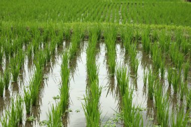 Çeltik tarlasında olgunlaşan pirinç bitkileri, yakın plan