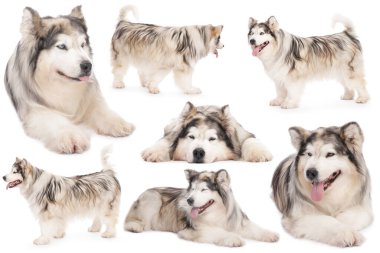 Beyaz arka planda sevimli Alaska Malamute köpeği, fotoğraf kolajı
