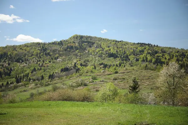 Güneşli bir günde dağların ve ormanın manzarası.