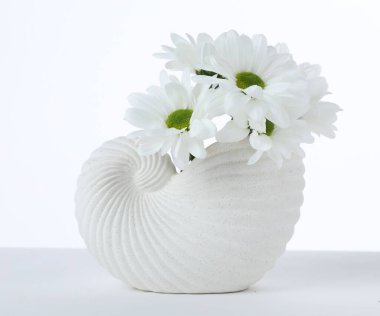 Beyaz vazoda izole edilmiş seramik vazodaki güzel kasımpatılar.