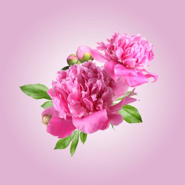 Güzel şakayık çiçekleri ve yeşil yapraklar pembe eğimli arka plana düşüyor