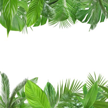 Beyaz arka planda taze yeşil tropikal yapraklardan yapılmış çerçeve