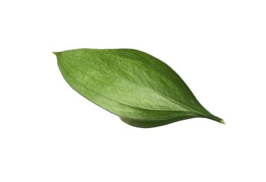One fresh green Ruscus leaf isolated on white