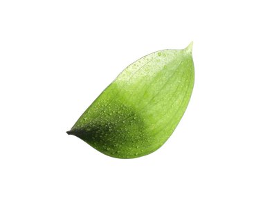 Beyaz üzerinde su damlaları olan bir Ruscus yaprağı