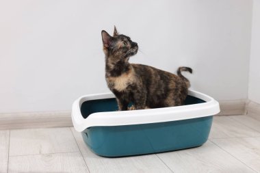 İçerideki çöp tepsisinde şirin bir kedi.