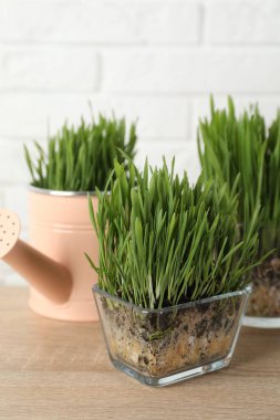 Beyaz tuğla duvarın yanındaki ahşap masada şeffaf kaplarda buğday çimeni