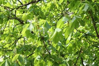 Arka planda yeşil yaprakları olan güzel ağaç taç, yakın plan.
