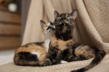 Şirin yavru kediler ve evde yerde battaniye.