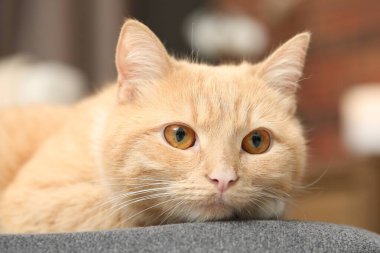 Evdeki sandalyeye uzanmış sevimli kızıl kedi, yakın plan.