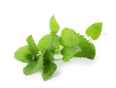 Taze yeşil limon merhemi yaprakları beyazda izole edilmiş.