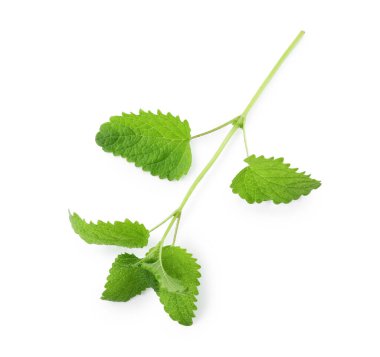 Taze yeşil limon merhemi yaprakları beyaz, üst görünümde izole