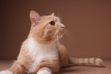 Bej arka planda sevimli kızıl kedi, yakın plan.