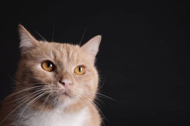 Siyah arka planda sevimli kızıl kedi, yakın plan. Metin için boşluk