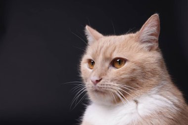 Siyah arka planda sevimli kızıl kedi, yakın plan. Metin için boşluk