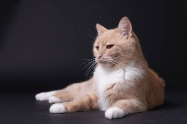 Siyah arka planda sevimli kızıl kedi. Sevimli hayvan.