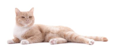 Beyaz arka planda sevimli kızıl kedi. Sevimli hayvan.