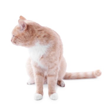 Beyaz arka planda oturan sevimli kızıl kedi.