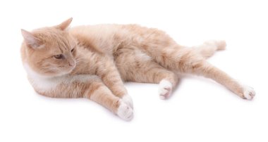 Beyaz arka planda dinlenen sevimli kızıl kedi.