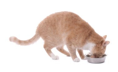 Sevimli kızıl kedi beyaz arka planda evcil hayvan maması yiyor.