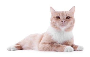 Beyaz arka planda sevimli kızıl kedi. Sevimli hayvan.