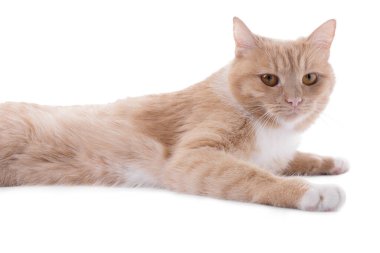 Beyaz arka planda sevimli kızıl kedi. Sevimli hayvan.